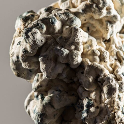 PolkaDot_Veg_June2024_Enigma-200-Edit